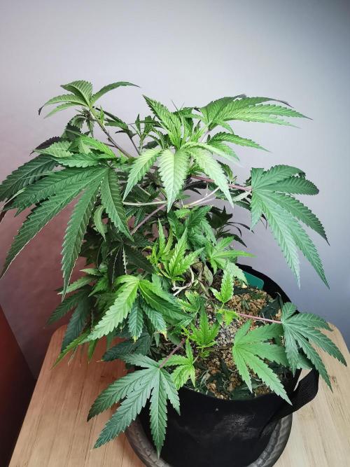 Frappe Late Z  2 / FC-E4800 / 90x60x140. Week 14