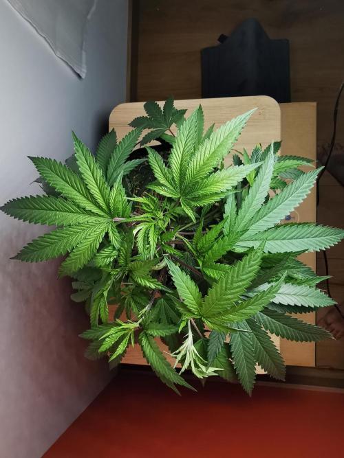 Frappe Late Z  2 / FC-E4800 / 90x60x140. Week 14