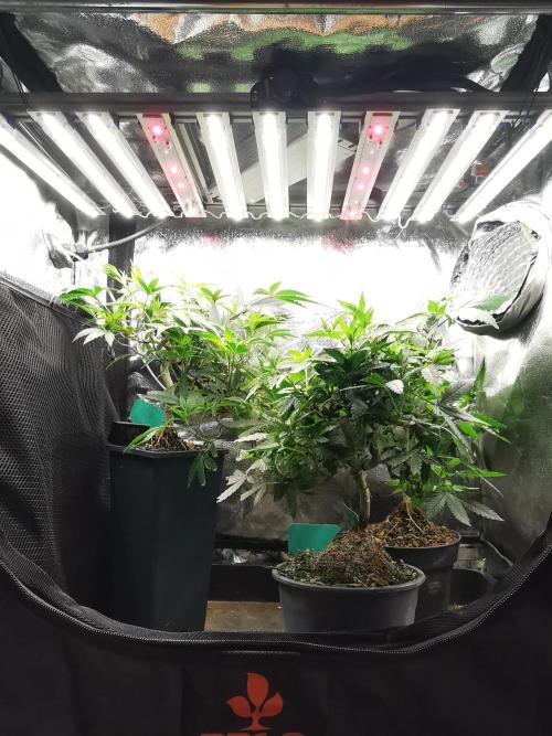 Frappe Late Z  2 / FC-E4800 / 90x60x140. Week 14