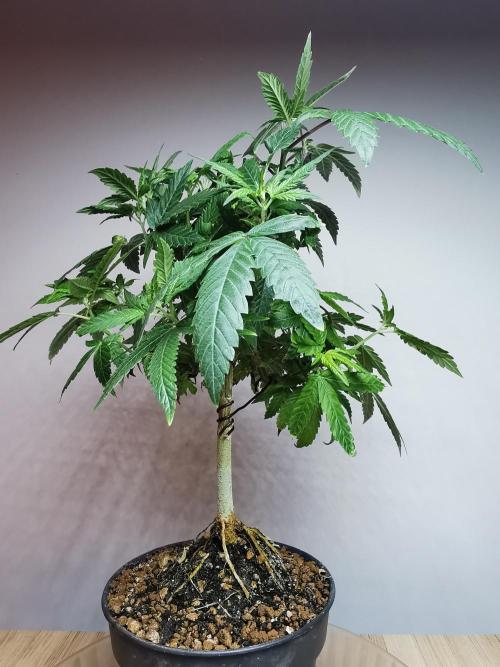 Frappe Late Z  3 / FC-E4800 /90x60x140. Week 14