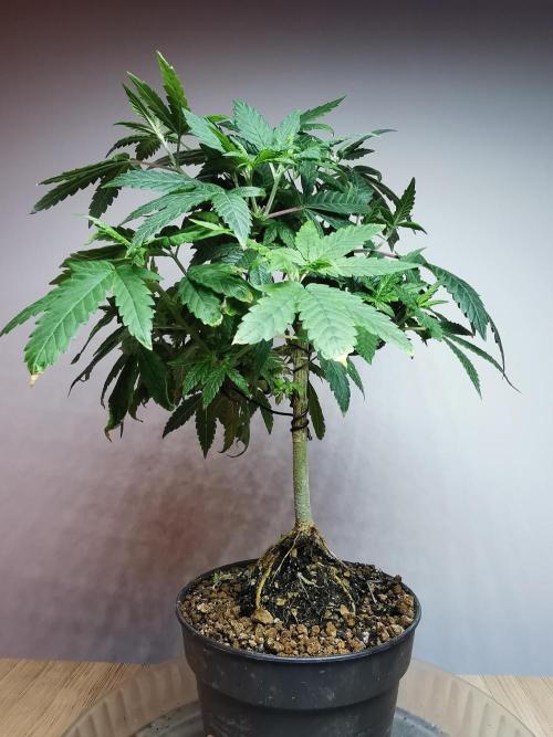Frappe Late Z  3 / FC-E4800 /90x60x140. Week 14