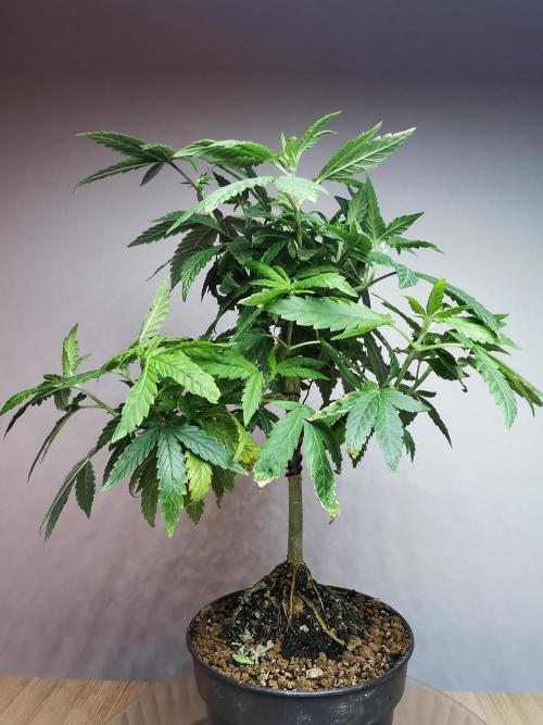 Frappe Late Z  3 / FC-E4800 /90x60x140. Week 14