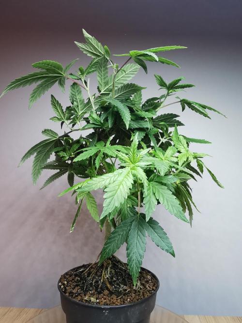 Frappe Late Z  3 / FC-E4800 /90x60x140. Week 14
