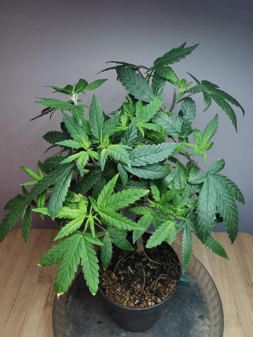 Frappe Late Z  3 / FC-E4800 /90x60x140. Week 14