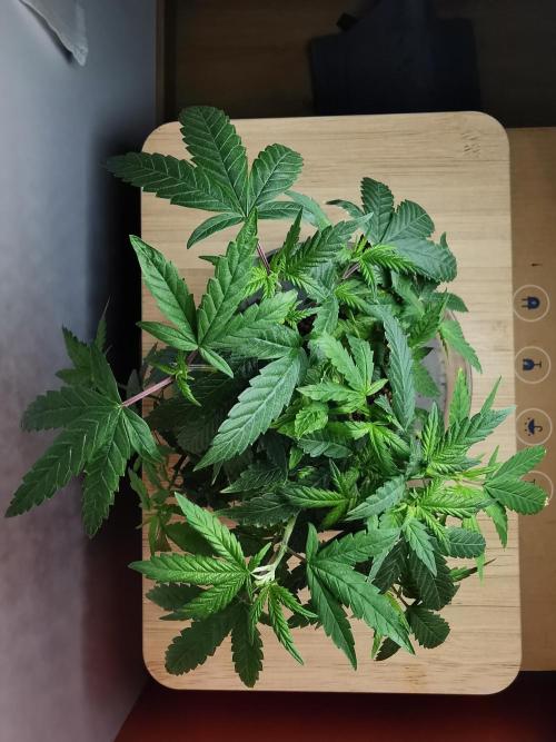 Frappe Late Z  3 / FC-E4800 /90x60x140. Week 14