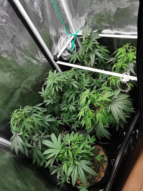 Frappe Late Z  3 / FC-E4800 /90x60x140. Week 14