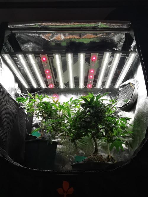Frappe Late Z  3 / FC-E4800 /90x60x140. Week 14