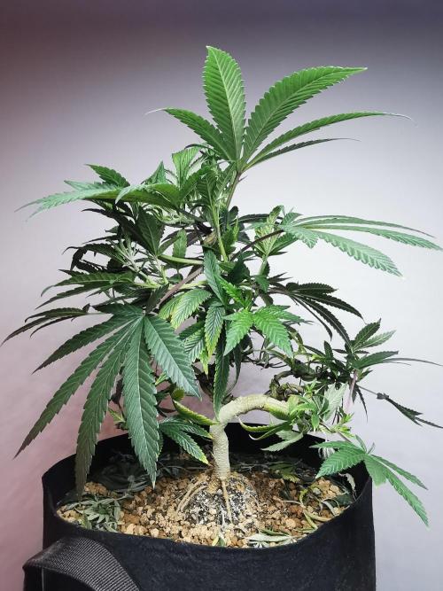 Frappe Late Z  4 / FC-E4800 / 90x60x140. Week 14