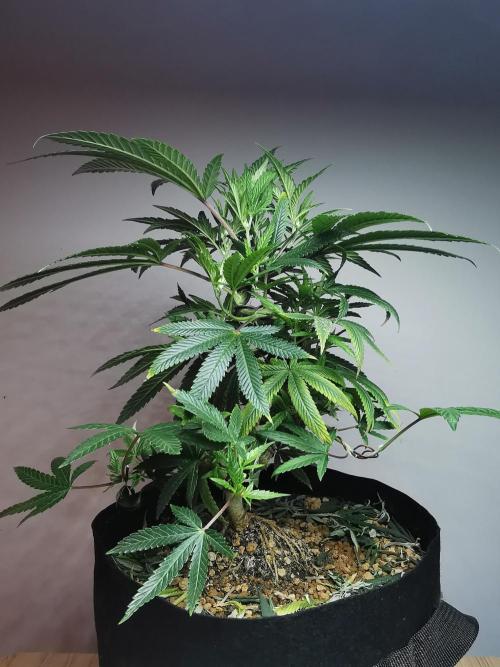 Frappe Late Z  4 / FC-E4800 / 90x60x140. Week 14