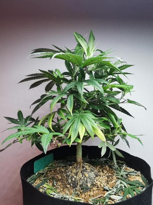 Frappe Late Z  4 / FC-E4800 / 90x60x140. Week 14