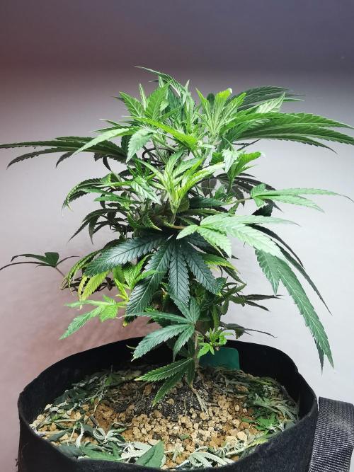 Frappe Late Z  4 / FC-E4800 / 90x60x140. Week 14
