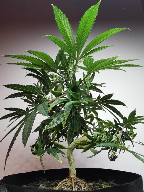 Frappe Late Z  4 / FC-E4800 / 90x60x140. Week 14