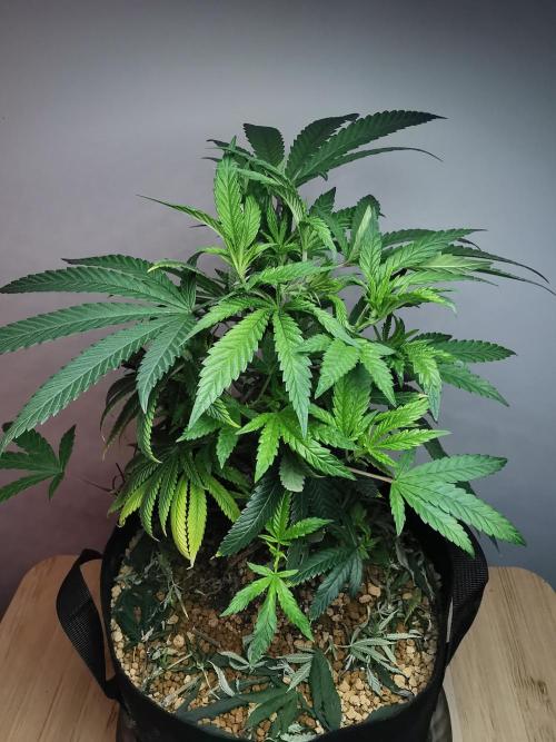 Frappe Late Z  4 / FC-E4800 / 90x60x140. Week 14