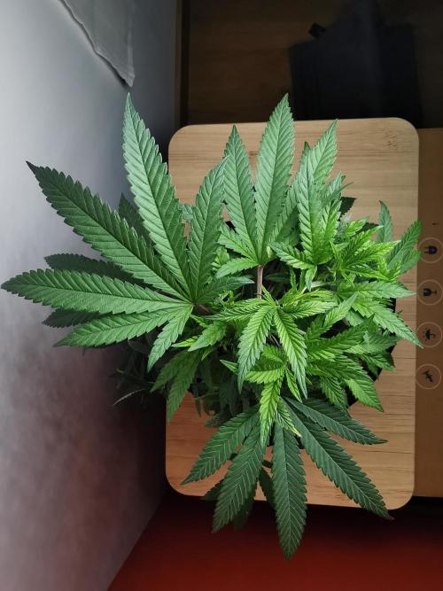 Frappe Late Z  4 / FC-E4800 / 90x60x140. Week 14