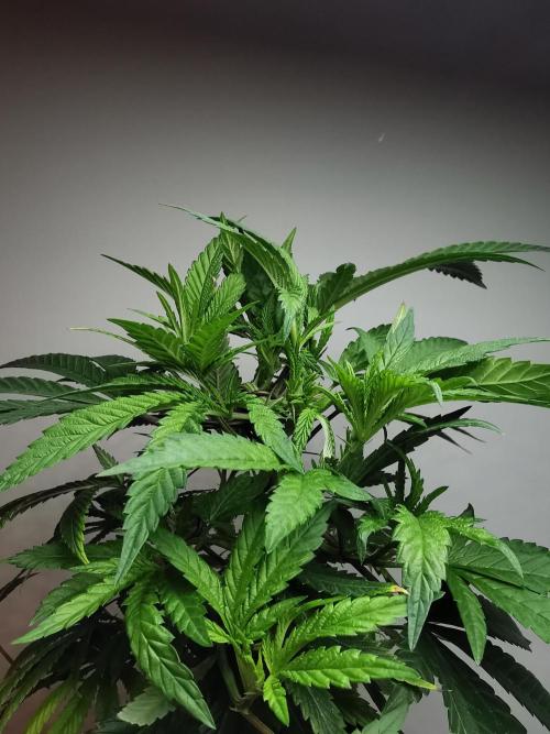 Frappe Late Z  4 / FC-E4800 / 90x60x140. Week 14