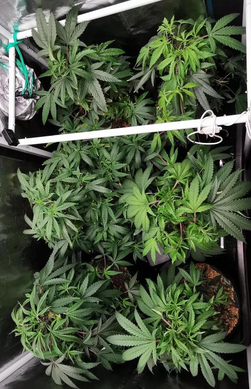 Frappe Late Z  4 / FC-E4800 / 90x60x140. Week 14