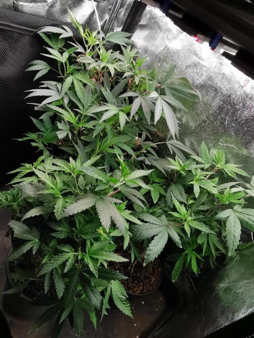 Frappe Late Z  4 / FC-E4800 / 90x60x140. Week 14