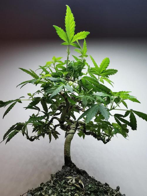 Tropical Spritzer 1 /FC-E4800 /90x60x140. Week 15