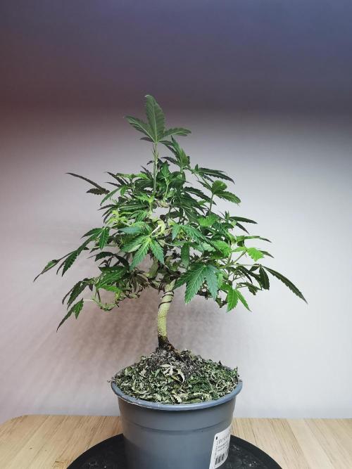 Tropical Spritzer 1 /FC-E4800 /90x60x140. Week 15