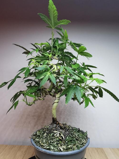 Tropical Spritzer 1 /FC-E4800 /90x60x140. Week 15