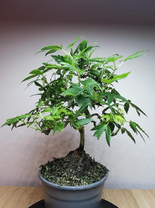 Tropical Spritzer 1 /FC-E4800 /90x60x140. Week 15