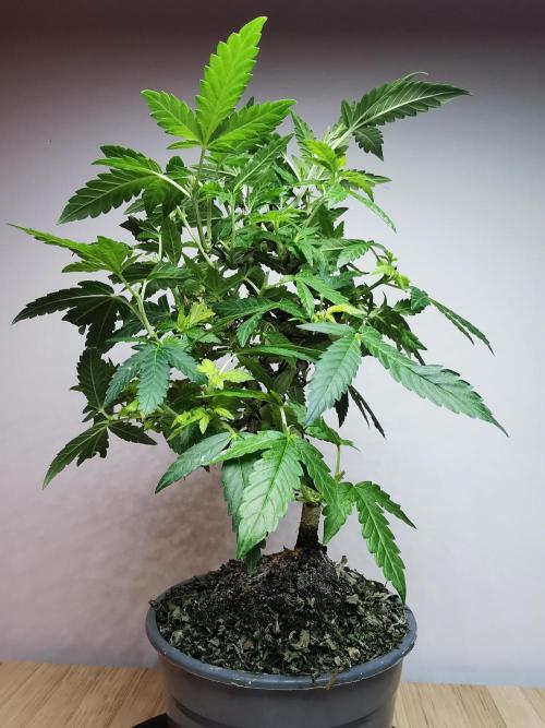 Tropical Spritzer 1 /FC-E4800 /90x60x140. Week 15