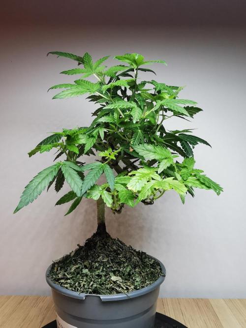 Tropical Spritzer 1 /FC-E4800 /90x60x140. Week 15