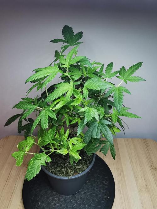 Tropical Spritzer 1 /FC-E4800 /90x60x140. Week 15