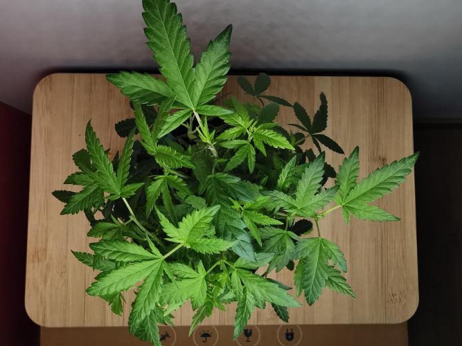 Tropical Spritzer 1 /FC-E4800 /90x60x140. Week 15
