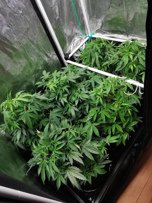 Tropical Spritzer 1 /FC-E4800 /90x60x140. Week 15