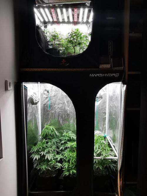 Tropical Spritzer 1 /FC-E4800 /90x60x140. Week 15