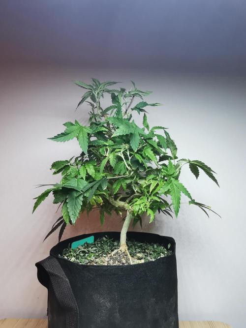 Frappe Late Z  1 / FC-E4800 / 90x60x140. Week 15