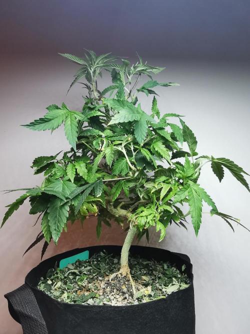 Frappe Late Z  1 / FC-E4800 / 90x60x140. Week 15