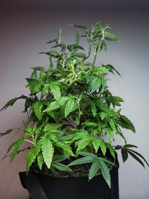 Frappe Late Z  1 / FC-E4800 / 90x60x140. Week 15