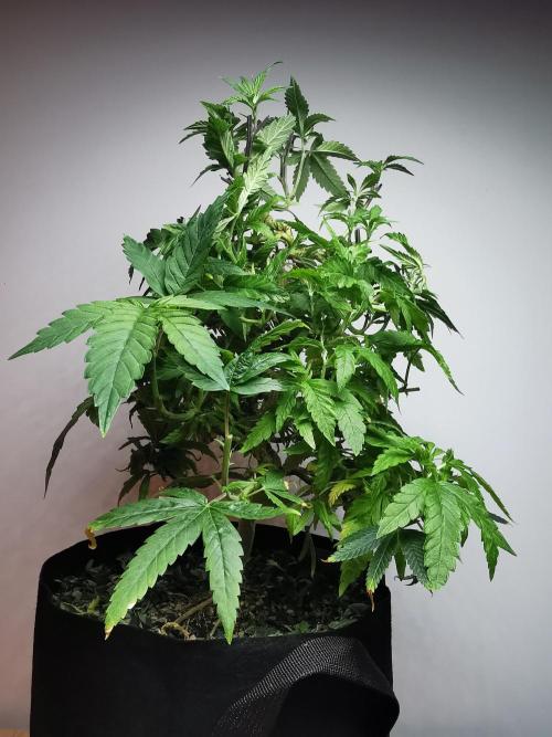 Frappe Late Z  1 / FC-E4800 / 90x60x140. Week 15