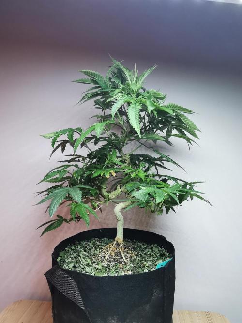 Frappe Late Z  2 / FC-E4800 / 90x60x140. Week 15