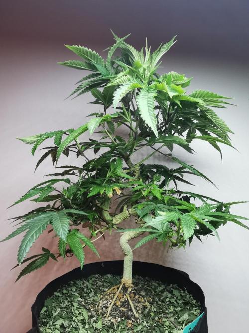 Frappe Late Z  2 / FC-E4800 / 90x60x140. Week 15