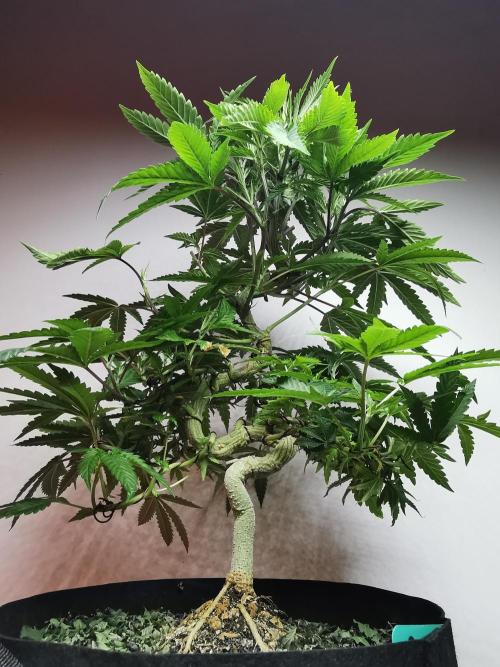 Frappe Late Z  2 / FC-E4800 / 90x60x140. Week 15