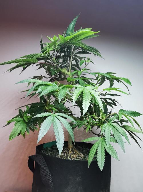 Frappe Late Z  2 / FC-E4800 / 90x60x140. Week 15