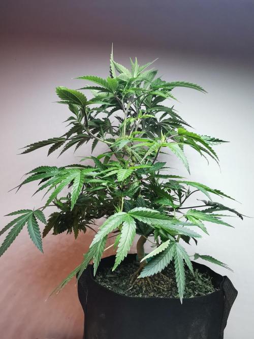 Frappe Late Z  2 / FC-E4800 / 90x60x140. Week 15