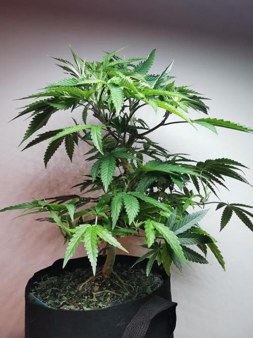 Frappe Late Z  2 / FC-E4800 / 90x60x140. Week 15