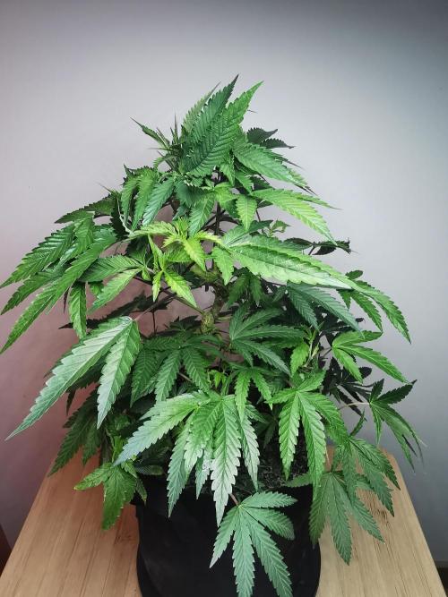 Frappe Late Z  2 / FC-E4800 / 90x60x140. Week 15