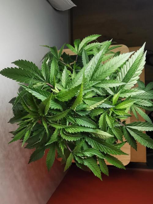 Frappe Late Z  2 / FC-E4800 / 90x60x140. Week 15