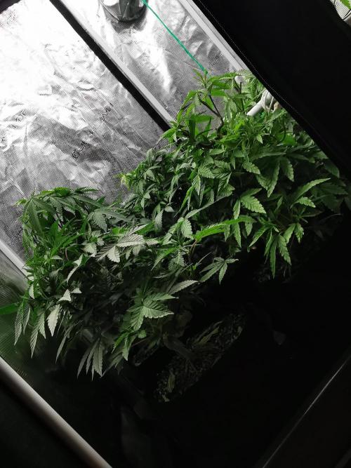 Frappe Late Z  2 / FC-E4800 / 90x60x140. Week 15