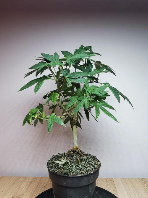 Frappe Late Z  3 / FC-E4800 /90x60x140. Week 15