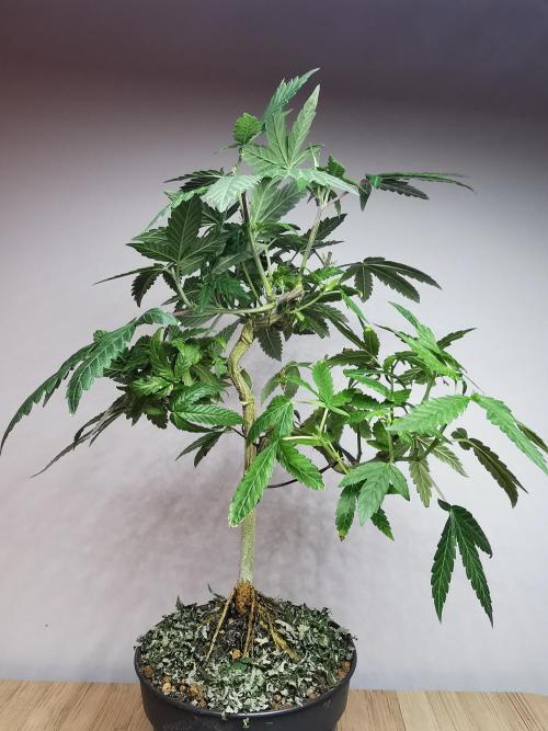 Frappe Late Z  3 / FC-E4800 /90x60x140. Week 15