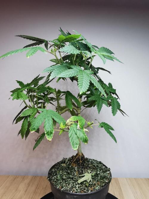 Frappe Late Z  3 / FC-E4800 /90x60x140. Week 15