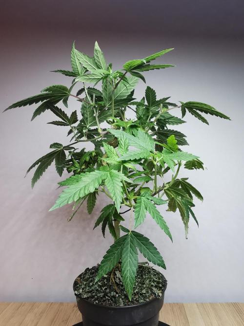 Frappe Late Z  3 / FC-E4800 /90x60x140. Week 15