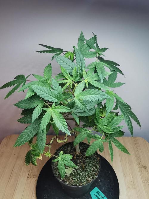 Frappe Late Z  3 / FC-E4800 /90x60x140. Week 15
