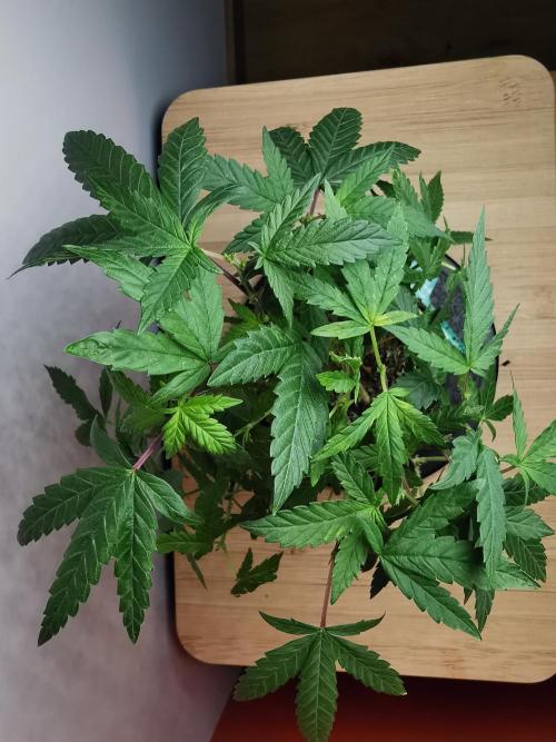 Frappe Late Z  3 / FC-E4800 /90x60x140. Week 15